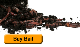 Buy Bait