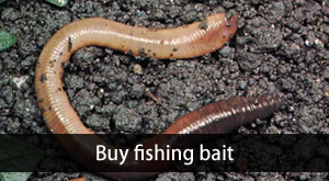 Country Bait  Live Fishing Bait, Nightcrawlers, Individual & Wholesale  Orders